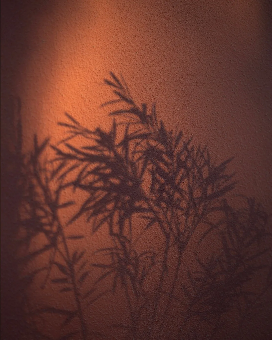 The shadow of an olive branch on the villa's plaster