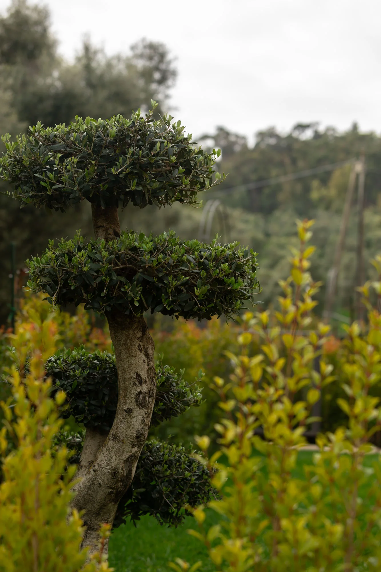 A centuries-old olive tree on the La Baronella estate