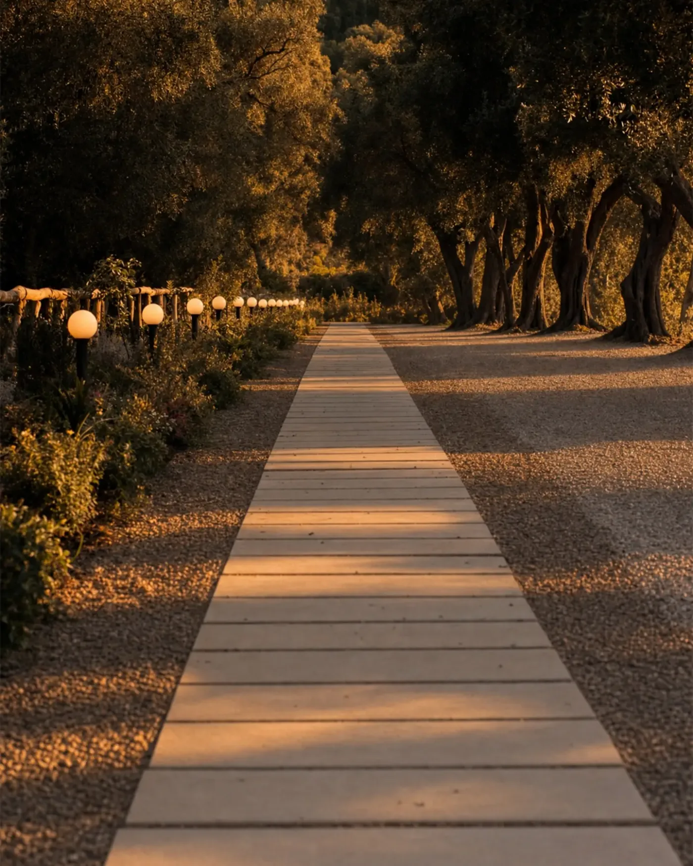 The stone path through the olive trees as evening falls