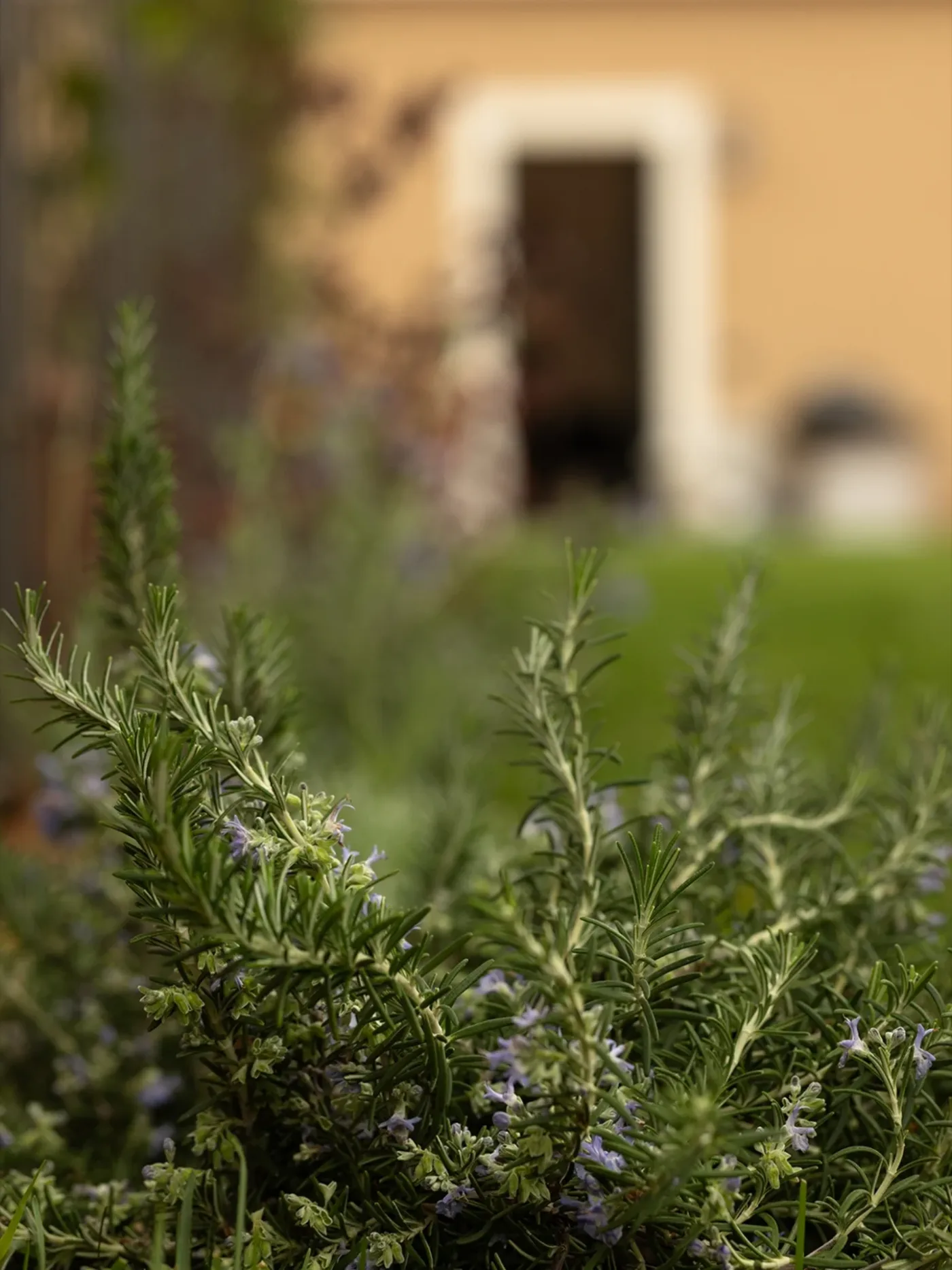 Rosemary in flower on the estate